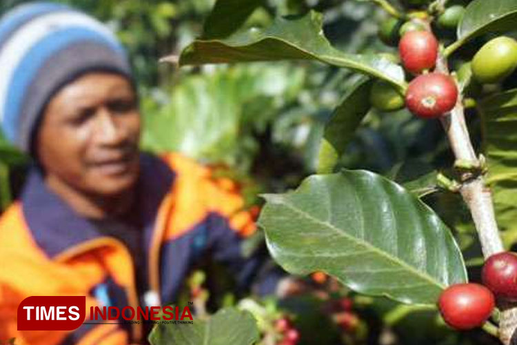 Petani memetik kopi merah. Kopi Malang menjadi bagian penting penyebaran kopi di Indonesia. (foto: Adhitya Hendra/TIMES Indonesia)