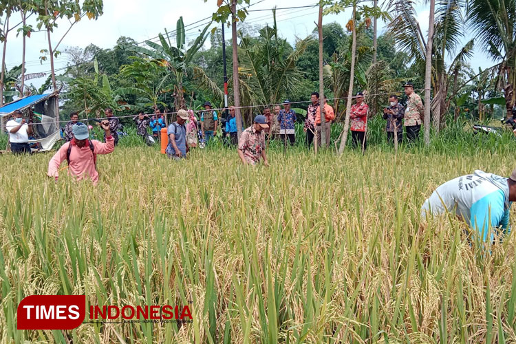 Serangan Hama Wereng Cokelat di Probolinggo, Puluhan Hektar Lahan Pertanian Ikut Terdampak