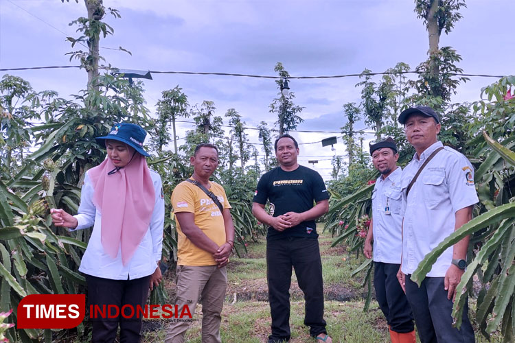 Banyuwangi Siapkan Manajemen Pengembangan Buah Naga