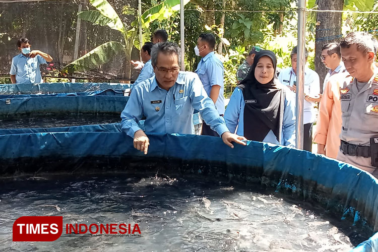 Budidaya Lele Padat Benih Jadi Andalan Pemkab Bantul Entaskan Kemiskinan