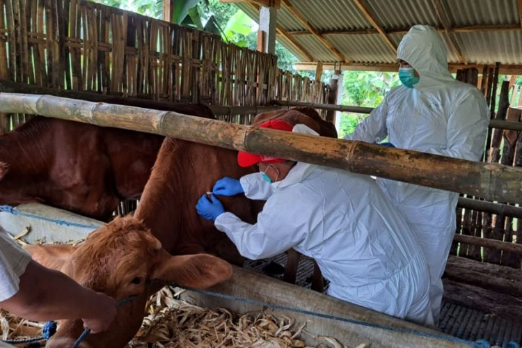 Puluhan Sapi Di Ponorogo Positif Terjangkit LSD - TIMES Indonesia