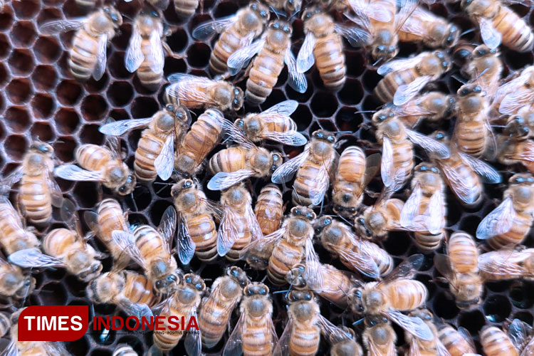 Jenis lebah madu unggul Apis Mallifera yang dibudidayakan di Banyuwangi. (FOTO: Anggara Cahya /TIMES Indonesia)