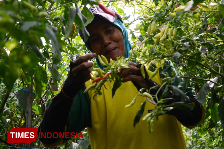 Petani saat melakukan panen cabai rawit, dilahan pertanian Desa Kidal, Kab Malang, Jumat 24/2/2023. (FOTO: Adhitya Hendra/TIMES Indonesia)