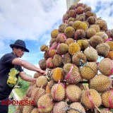 Dahar Durian, Best Festival for Those King of Fruits Lovers