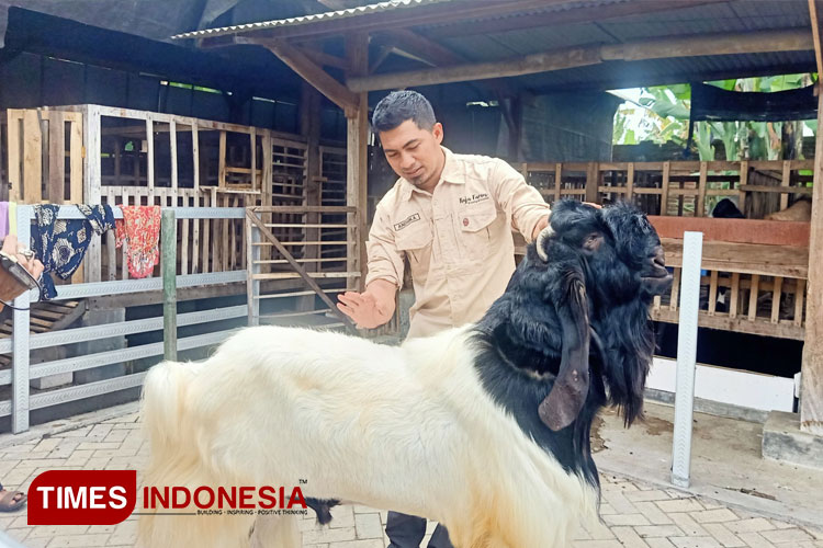Ternak-Kambing-2.jpg