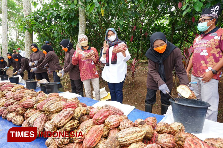 Bupati Banyuwangi, saat ikut panen cokelat pada saat Festival Cokelat Glenmore. (Foto: Laila Yasmin/TIMES Indonesia)