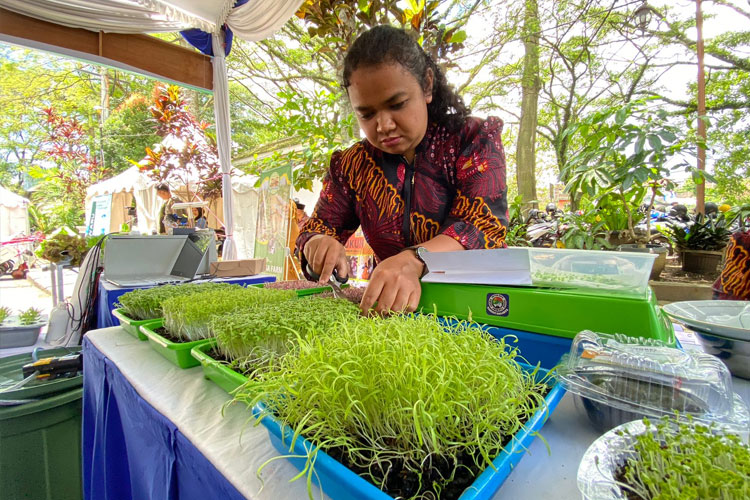 Warga Kota Malang Produksi Microgreens, Cocok Agar Anak Terhindar Stunting