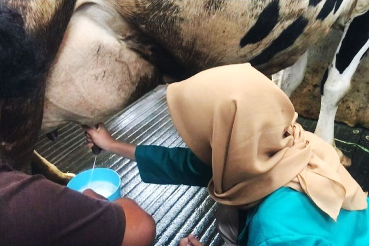 Mahasiswa KSM-T Unisma Malang ikut serta dalam proses pendistribusian susu sapi di Koperasi Unit Desa dan memerah susu sapi. (FOTO: AJP TIMES Indonesia)