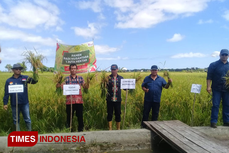 Kadistan dan Gubernur NTT Panen Padi Nusantara 1 Juta Ha di Sumba Timur