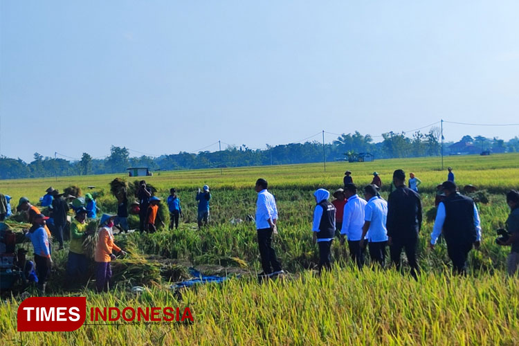 Gelar Kunker ke Ngawi, Presiden RI Jokowi Ajak Petani Terus Tanam Padi - TIMES Indonesia