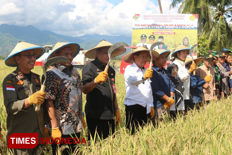 Panen raya Nusantara di Kabupaten Parigi Moutong, Provinsi Sulawesi Tengah. (Foto : Dokumentasi Yesiah Ery Tamalagi for Times Indonesia)