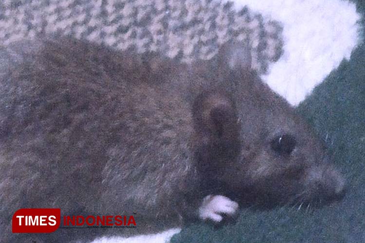 Tikus merupakan salah satu hewan yang menularkan penyakit Leptospirosis di Kota Probolinggo, dan telah merenggut korban jiwa. (FOTO: Dok TIMES Indonesia)