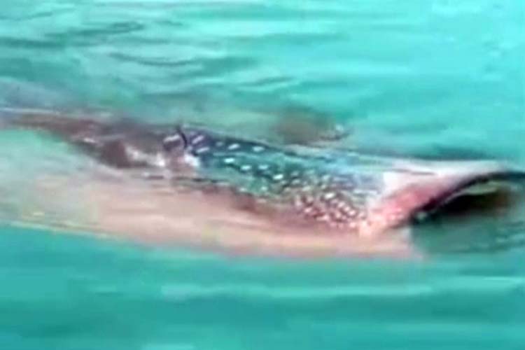 Viral Munculnya Hiu Tutul di Perairan Laut Situbondo, Mendadak Jadi Tontonan Warga