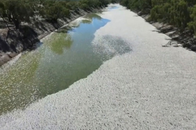 Sungai di dekat Menindee, ujung barat New South West, Australia ini permukaannya menjadi putih oleh jutaan ikan ya g mengapung karena mati. (FOTO: Screenshot BBC)