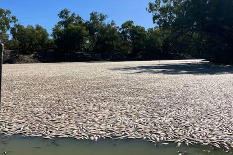 Ilustrasi ikan mati di Sungai Darling dekat kota kecil Menindee (FOTO: abcnewsau) 