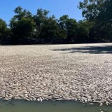 Diduga Kurang Oksigen, Jutaan Ikan Mati di Menindee, New South Wales