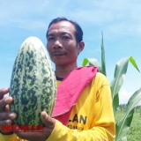 Ketiban Berkah Saat Bulan Ramadan, Begini Kisah Petani Buah Krai Khas Banyuwangi