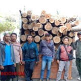 Polisi di Banyuwangi Gerebek Penampungan Kayu Jati Ilegal, 4 Orang Ditahan