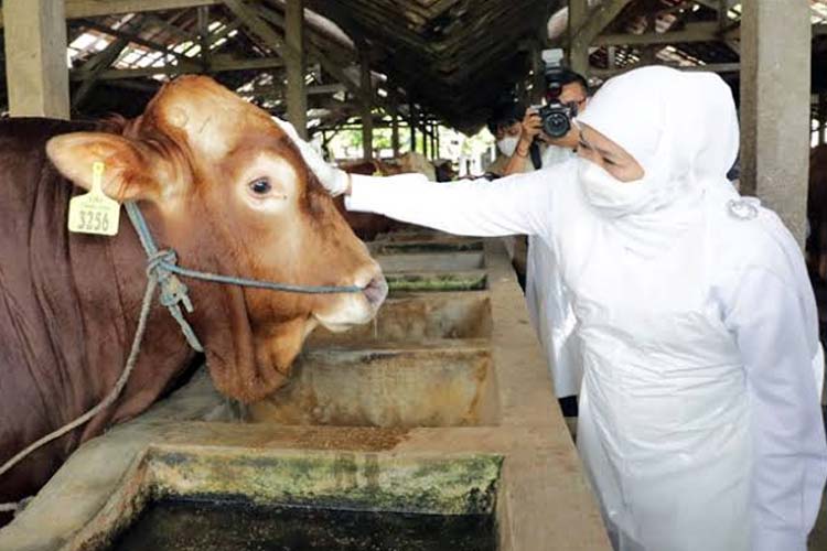 Kerja Keras Satgas PMK BPBD Jatim, Nihil Ternak Mati Seminggu Terakhir ...