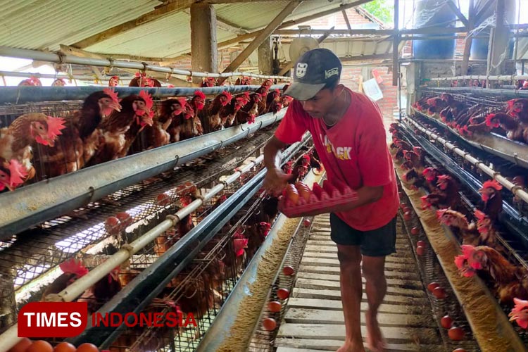 Peternak ayam petelur memanen hasil produksi di kandang ayam Dusun Kayen, Desa Mojotengah, Kecamatan Bareng, Jombang, Rabu (5/4/2023). (FOTO: Rohmadi/TIMES Indonesia)