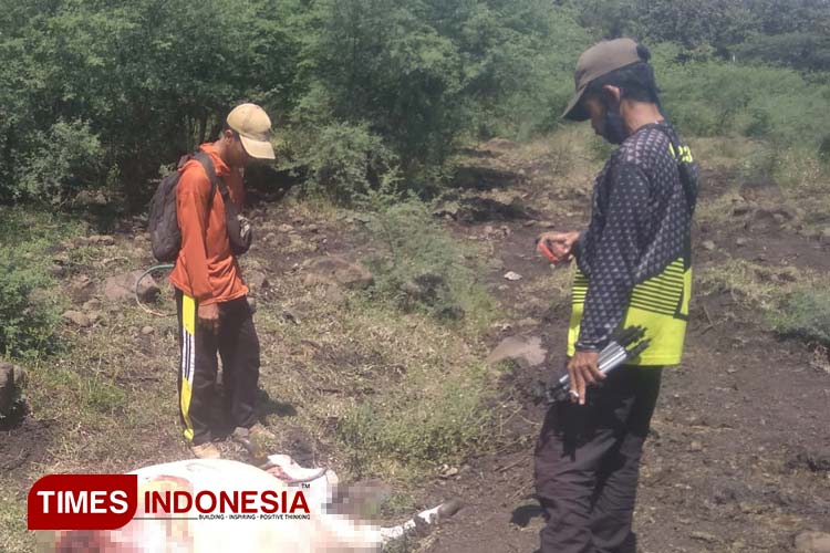 Sapi di Hutan Baluran Situbondo Banyak Ditemukan Mati Terjagal
