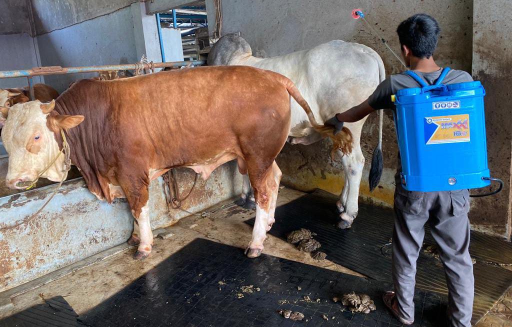 Perawatan sapi yang terkena penyakit Lumpy Skin Disease. (Foto: Dokumen drh Jeffrys)