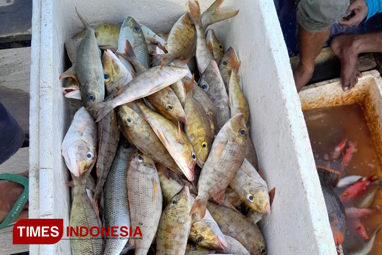 Ikan hasil tangkapan nelayan di Pulau Taliabu. (FOTO: Husen Hamid/TIMES Indonesia)