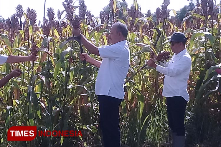 Panen Perdana Sorgum, Bupati Sebut Sumba Timur akan Jadi Pusat Pembibitan