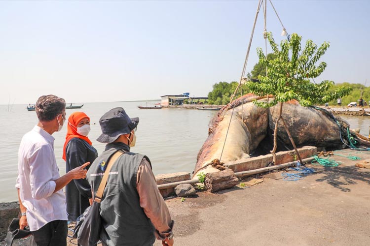 Gubernur Jawa Timur Khofifah Indar Parawansa mengawal langsung proses evakuasi bangkai ikan Paus Balin untuk dimuseumkan di Museum Satwa Jatim Park 2, Kota Batu, Kamis (18/5/2023). 