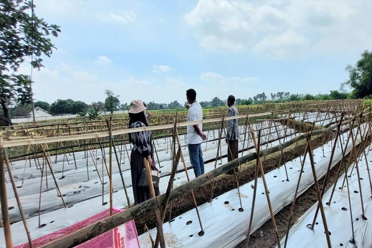 UPT BPPSDMP Lakukan Identifikasi Kebutuhan Pelatihan Jaring Petani Muda