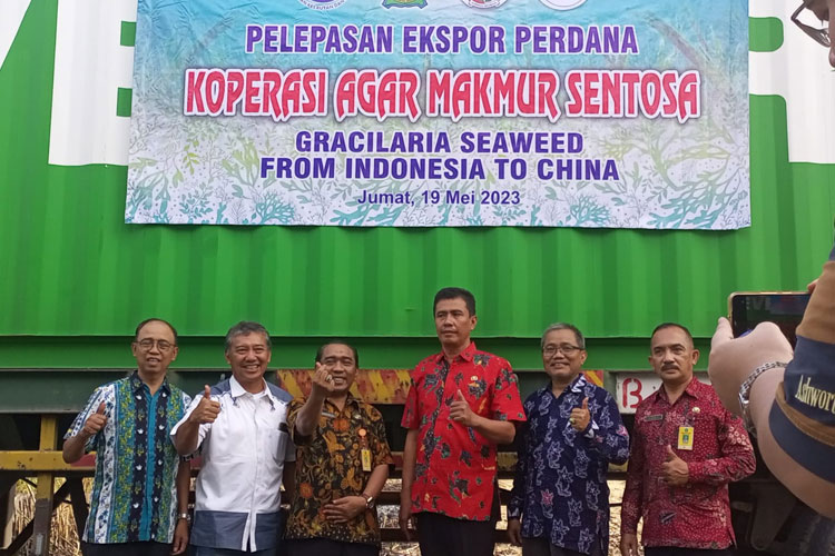 Petani Rumput Laut Gracilaria Sidoarjo Ekspor ke China