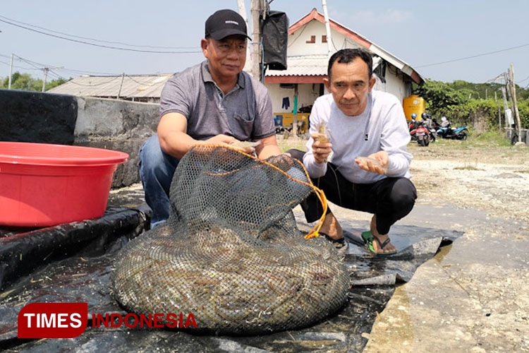 Kepala Dinas Perikanan Nadlelah (Kanan) bersama pengusaha pembudidaya udang vaname H Mustofa saat panen (Foto: Akmal/TIMES Indonesia)