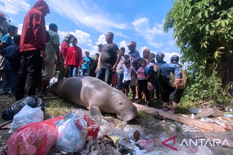 Bangkai Seekor Duyung Dugong Ditemukan Terdampar di Pesisir Pantai Ambon