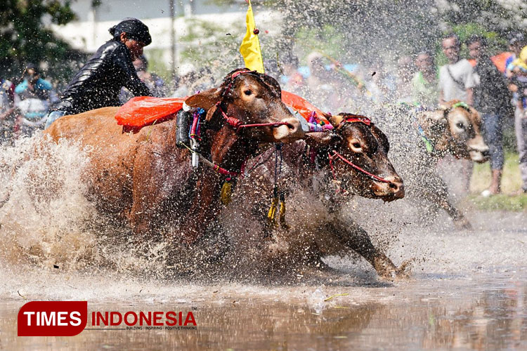 Karapan-Sapi-Brujul-b.jpg