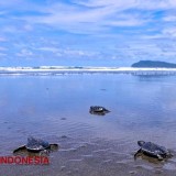 6 Pantai di Alas Purwo yang Nggak Kalah Indah dan Cocok untuk Healing