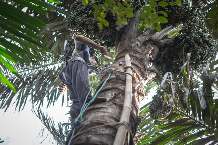hutan-Polaseng-b.jpg