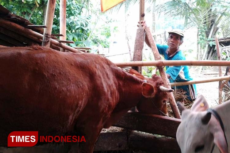 Kondisi sapi milik peternak di Kecamatan Bandar, Kabupaten Pacitan yang terkena penyakit LSD. (FOTO: Yusuf Arifai/TIMES Indonesia) 