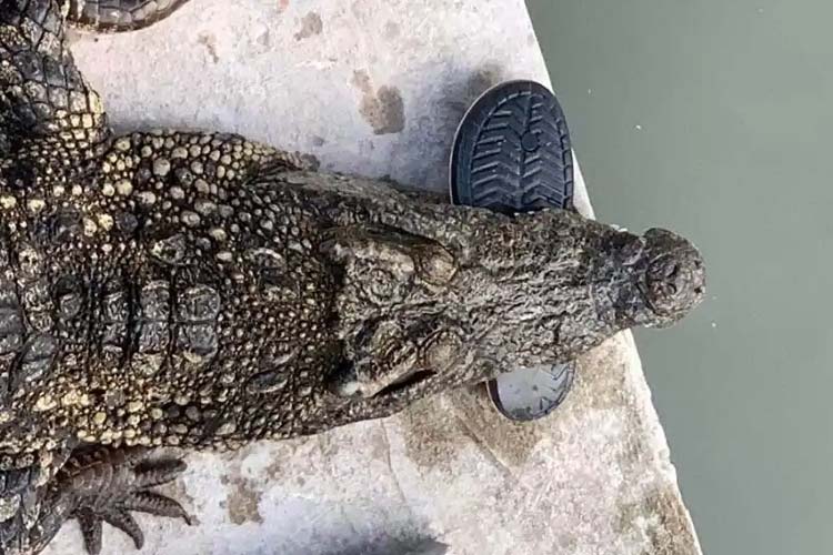 Salah seekor buaya dengan sepatu Luan Nam yang masih 'nyantol' di mulutnya. (FOTO: The Sun)