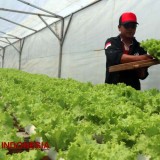 Budidaya Sayur Hidroponik, Pria Asal Jombang 'Panen Cuan' Jutaan Rupiah