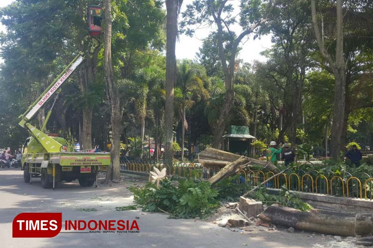 Pembangunan Dimulai, Puluhan Pohon di Alun&#45;alun Kota Kediri Sementara Diungsikan