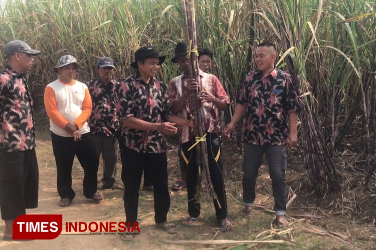 Tradisi Tebu Pengantin, Ritual Petani Tebu di Majalengka Saat Sambut Musim Panen