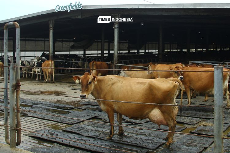 Jenis sapi Jersey asli Australia yang memiliki kelebihan, yakni mampu hidup di iklim yang panas. Selain itu sapi jenis ini juga menghasilkan susu kualitas tinggi. (Foto: Tria Adha/TIMES Indonesia)