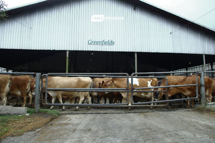 Greenfield farm Kabupaten Malang mampu menampung 9.000 ekor sapi perah. (Foto: Tria Adha/TIMES Indonesia)