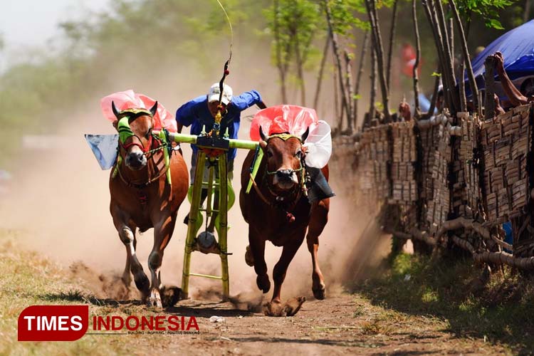Keseruan-tradisi-Karapan-sapi-a.jpg