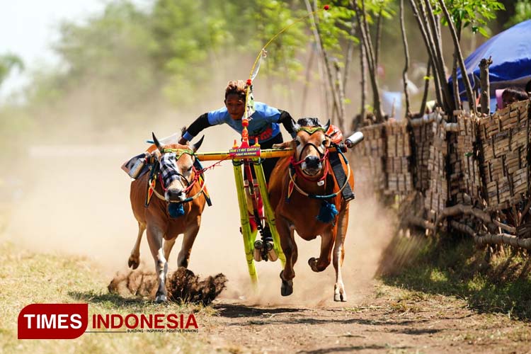 Sejarah Baru Masyarakat Madura, Pertama Kali Lomba Kerapan Sapi Piala ...