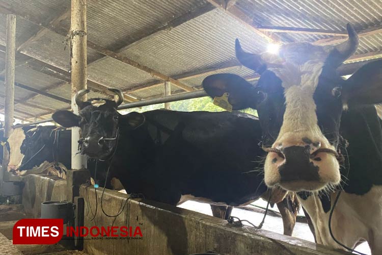Kandang kelompok petani sapi perah ‘Ijen Makmur’ yang berada di Desa Tamansari, Kecamatan Licin, Banyuwangi. (FOTO: Fazar Dimas/TIMES Indonesia)