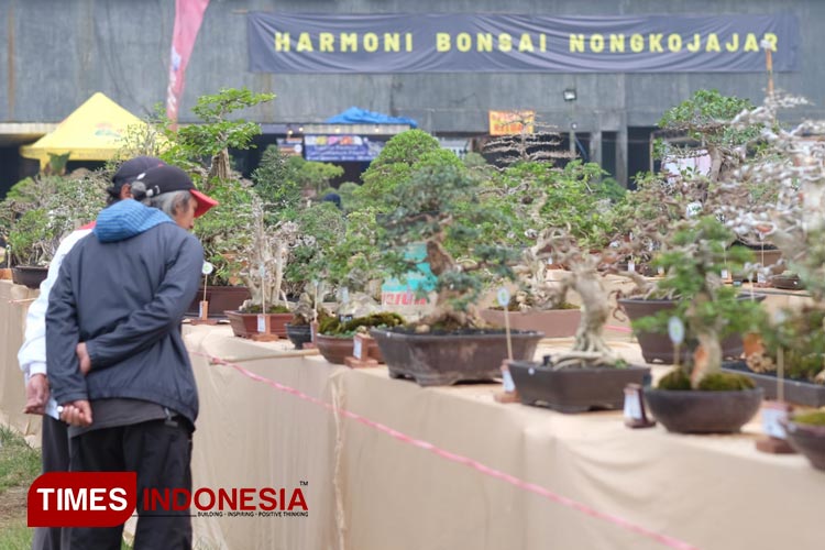 PPBI Kabupaten Pasuruan Gelar Kontes dan Pameran "Harmoni Bonsai Nongkojajar"