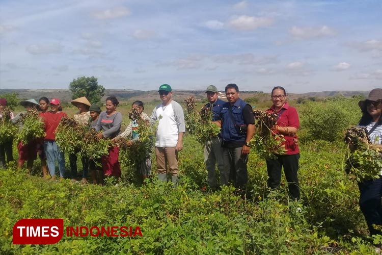 Serangan Hama Belalang di Sumba Timur, Poktan Ini Tetap Panen Kacang Tanah Seluas 55 Ha