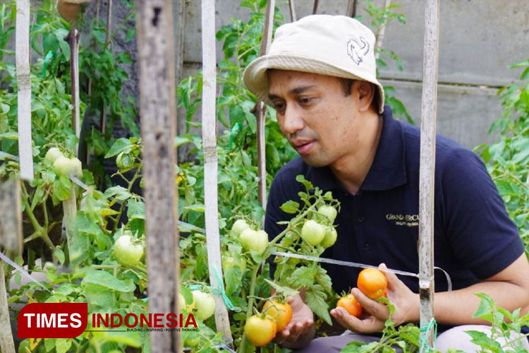 Seru, Grand Mercure Malang Mirama Ajak Tamu Berkebun, Panen Sayur dan Buah