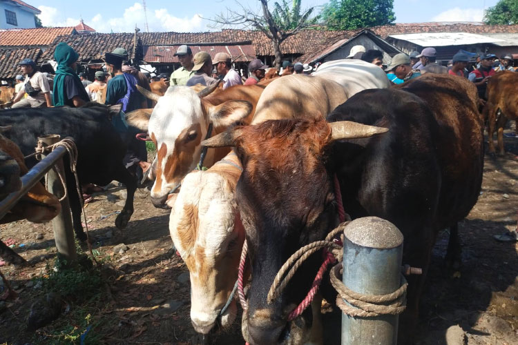 Sejumlah pedagang sapi tengah berkumpul menjual sapi. (Foto: Dokumen/TIMES Indonesia)